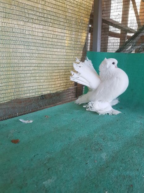  - JUCATOR SIBERIAN sau TREMURATOR DE OMSK sau GOLUBI OMSKI