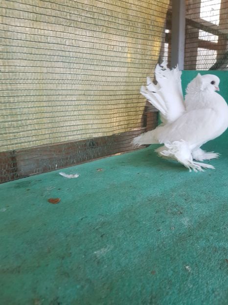  - JUCATOR SIBERIAN sau TREMURATOR DE OMSK sau GOLUBI OMSKI