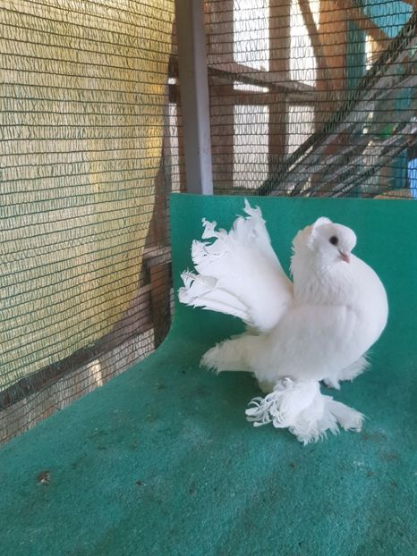 Mascul matca - JUCATOR SIBERIAN sau TREMURATOR DE OMSK sau GOLUBI OMSKI