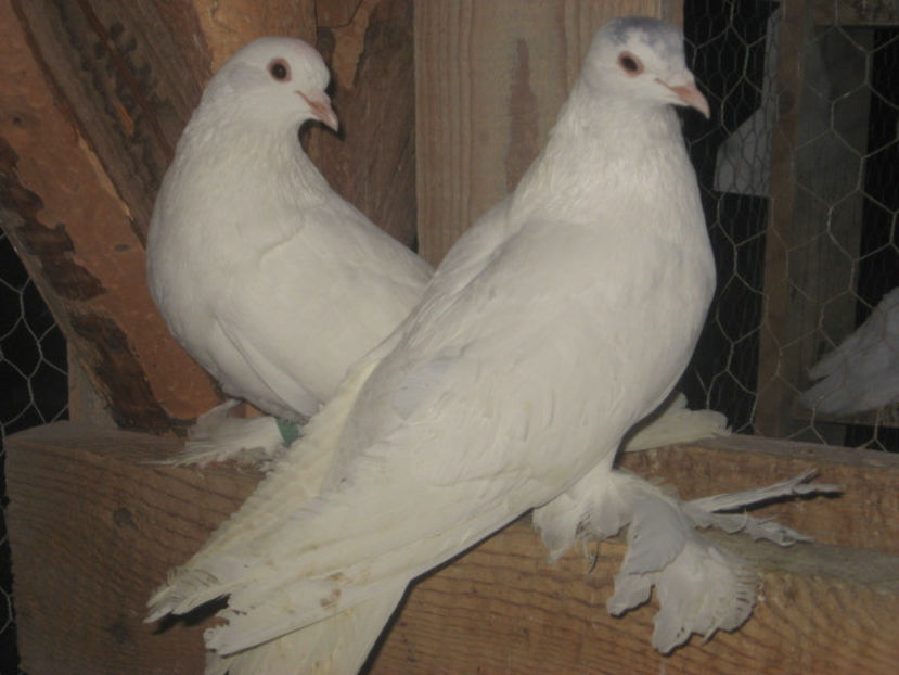  - a5 - ÎNCĂLȚAȚI MAGHIARI de vânzare