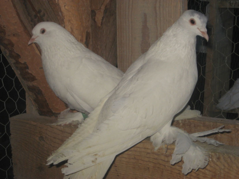  - a5 - ÎNCĂLȚAȚI MAGHIARI de vânzare