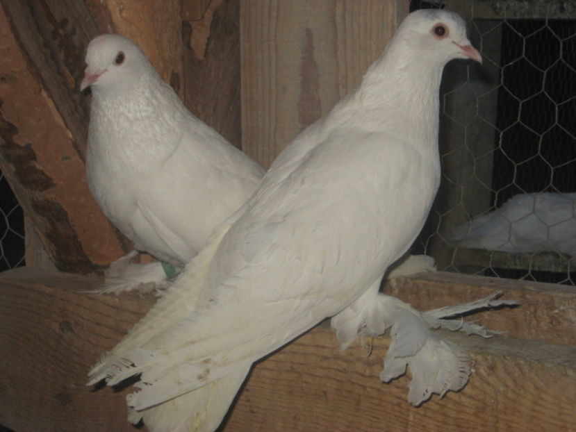  - a5 - ÎNCĂLȚAȚI MAGHIARI de vânzare