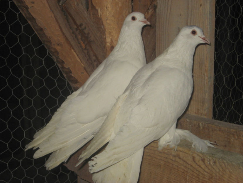  - a5 - ÎNCĂLȚAȚI MAGHIARI de vânzare