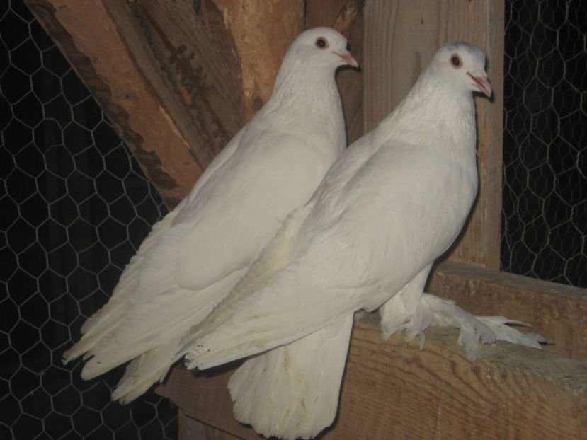  - a5 - ÎNCĂLȚAȚI MAGHIARI de vânzare