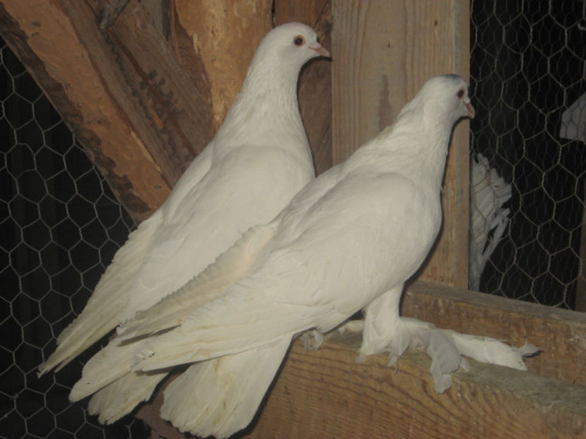  - a5 - ÎNCĂLȚAȚI MAGHIARI de vânzare