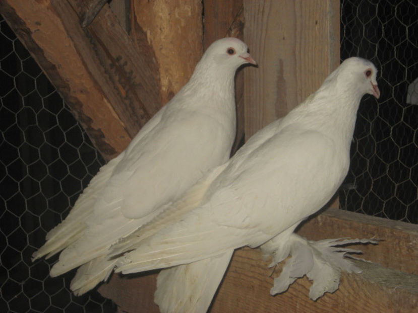  - a5 - ÎNCĂLȚAȚI MAGHIARI de vânzare