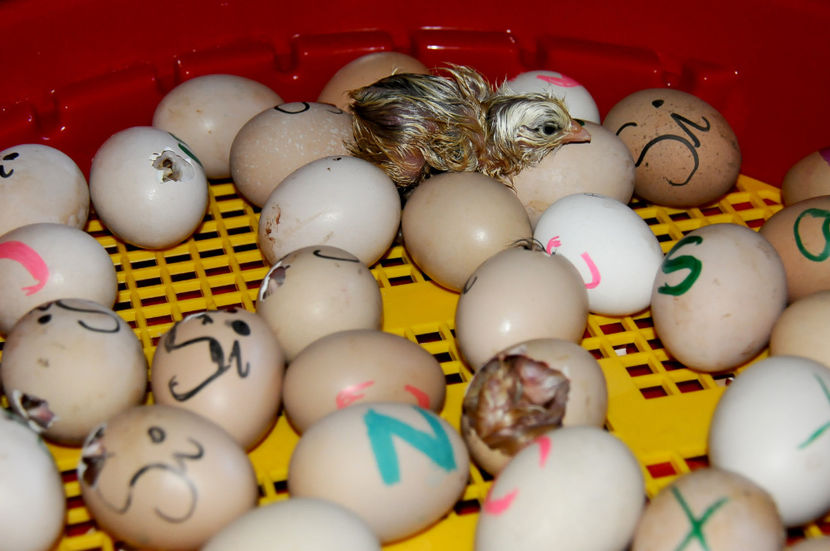 17.03.2019 - 01 Pui 2019 tura 1