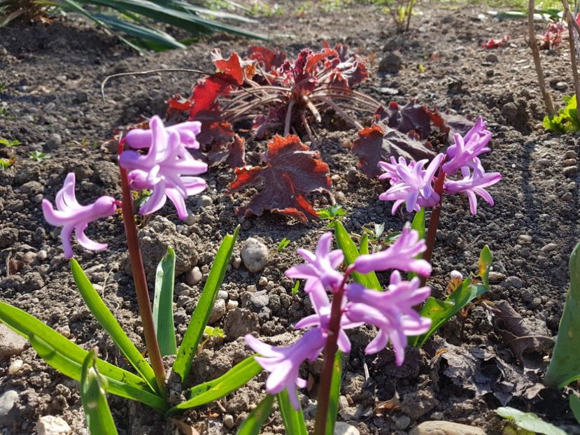  - 2019 Martie _Zambile