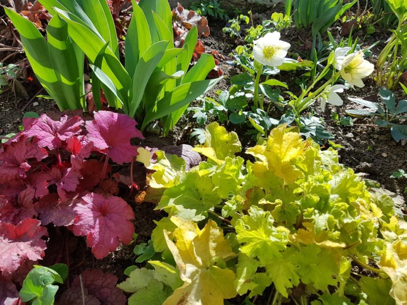 Cristal Snow -Starkl - 2019 Martie _Helleborus