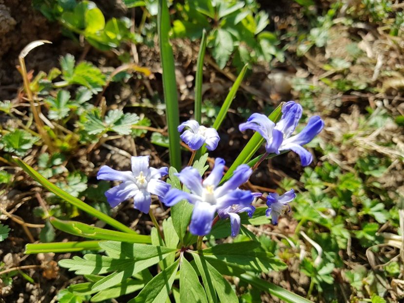Chinodoxa Forbesii - 2019 Martie _Helleborus