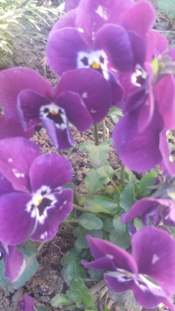 Panselute - Gradina 2019