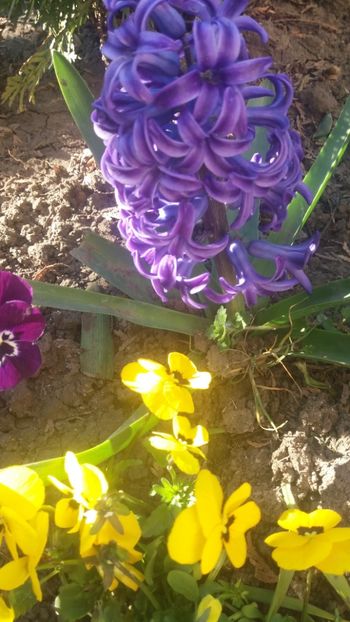  - Gradina 2019