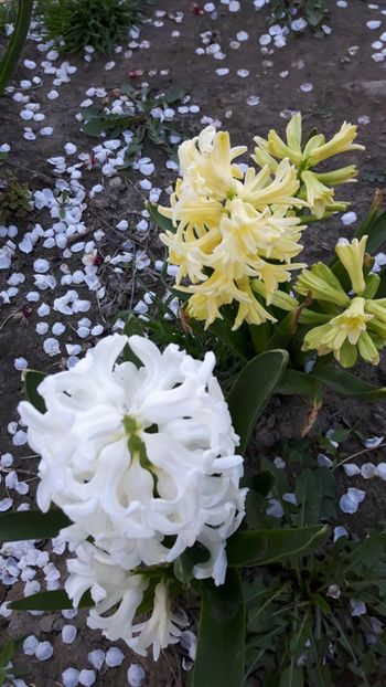  - Flori de primăvară