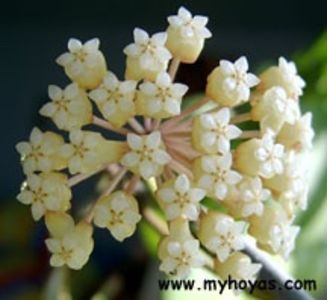 Cardiophylla - Hoya poze net
