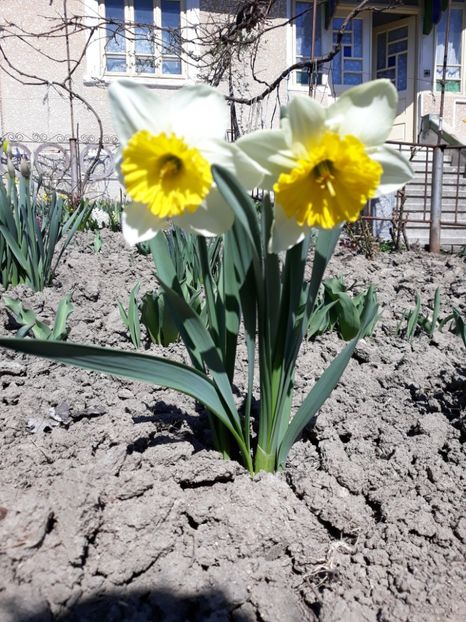  - Grădina 2019