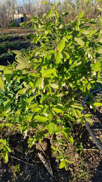 WhatsApp Image 2019-03-24 at 09.42.17 (10) - Boabe de miere - Siberia