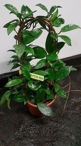 H Carnosa Red - Hoya poze net