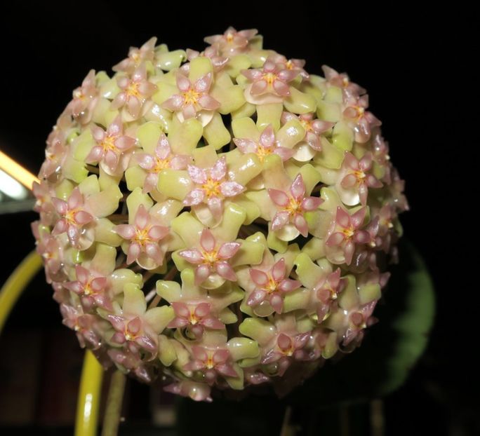 Balaensis - Hoya poze net