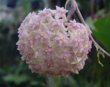 Balaensis - Hoya poze net