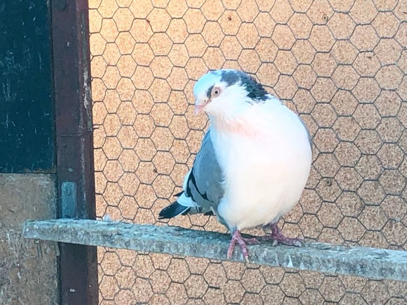  - 02 de prin volieră