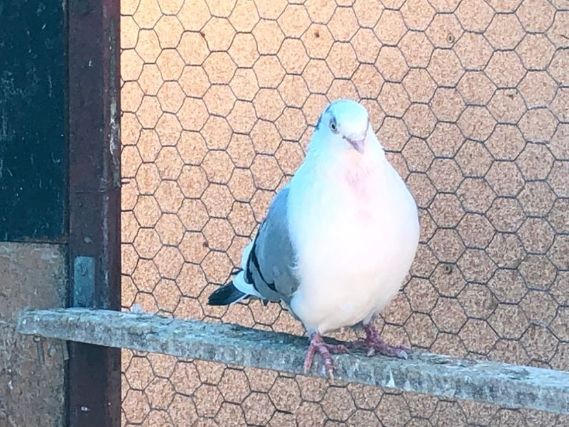  - 02 de prin volieră