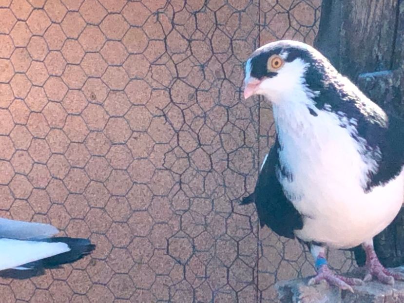  - 02 de prin volieră