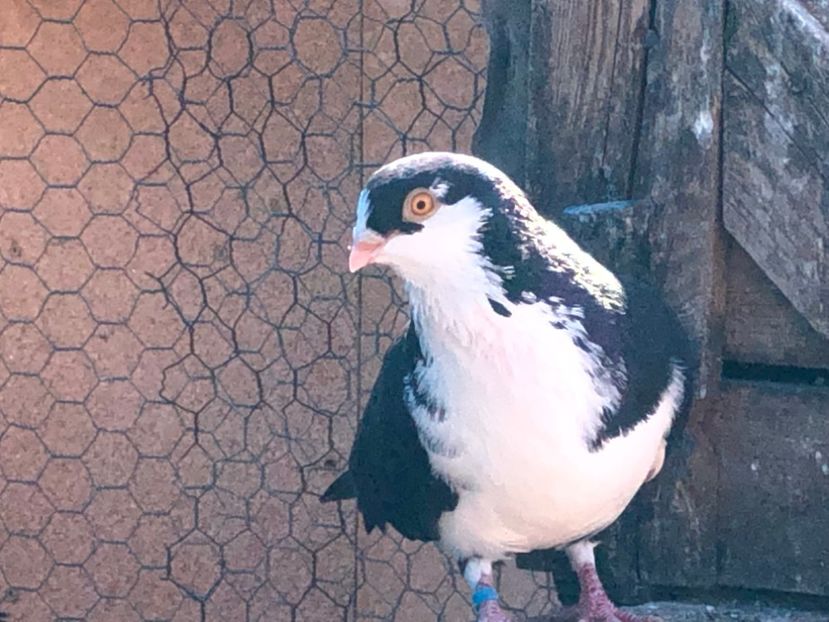  - 02 de prin volieră