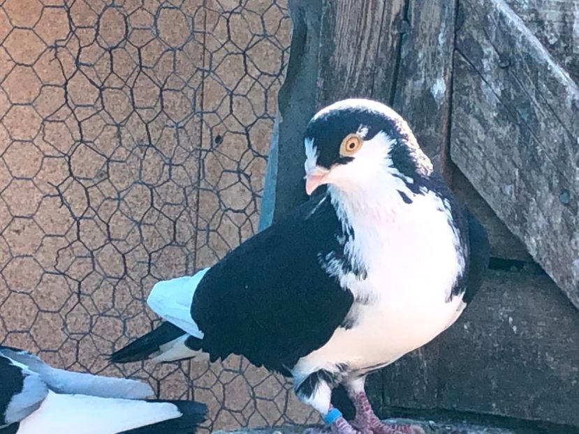  - 02 de prin volieră