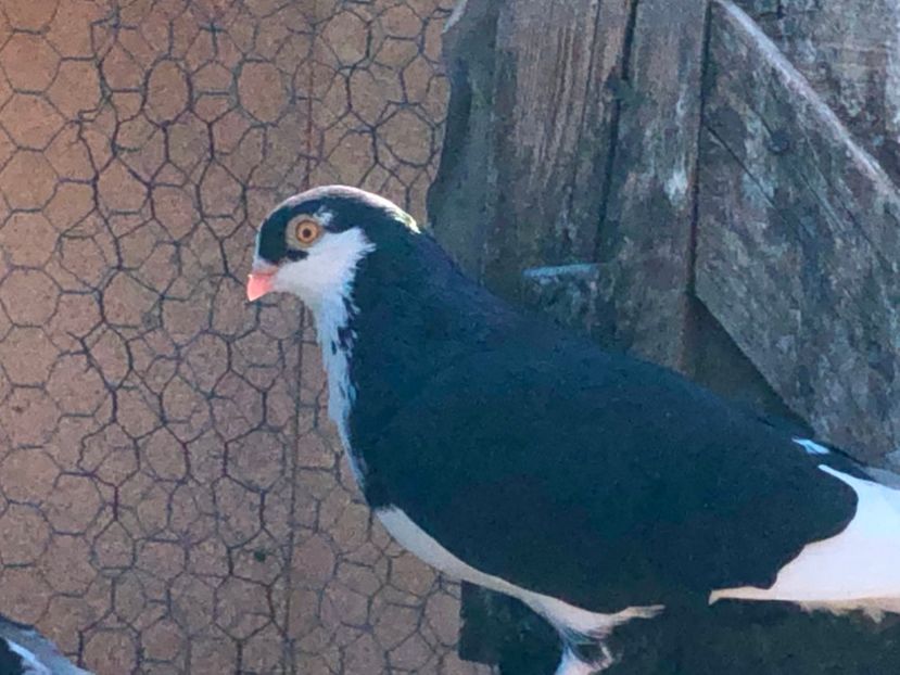  - 02 de prin volieră