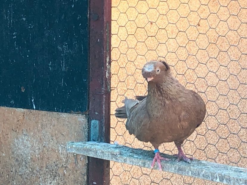  - 02 de prin volieră