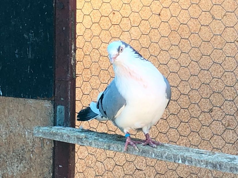  - 02 de prin volieră