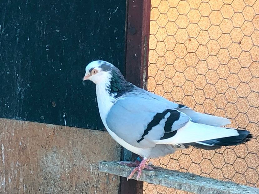  - 02 de prin volieră