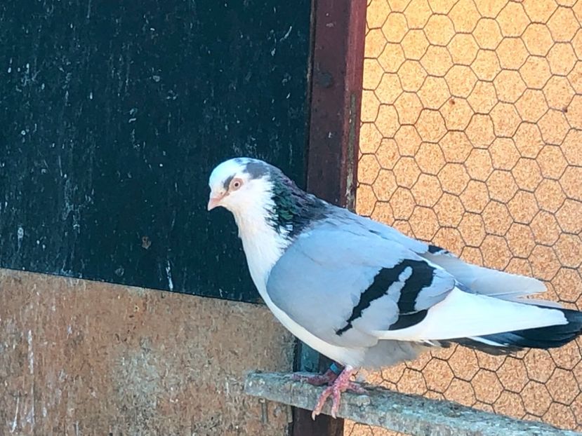  - 02 de prin volieră