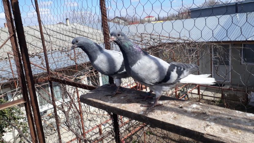  - Vioriu codalb romanesc 2019