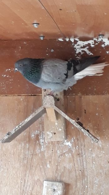  - Vioriu codalb romanesc 2019