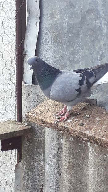  - Vioriu codalb romanesc 2019