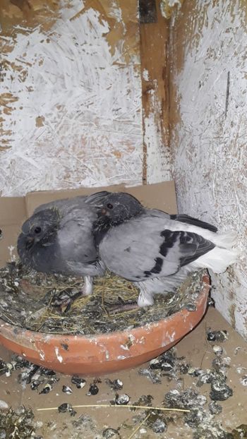  - Vioriu codalb romanesc 2019