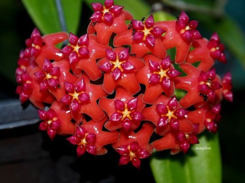 Benguetensis - Hoya poze net