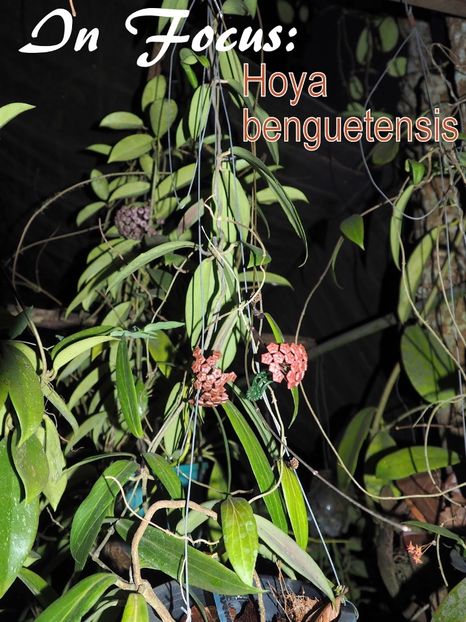 Benguetensis - Hoya poze net