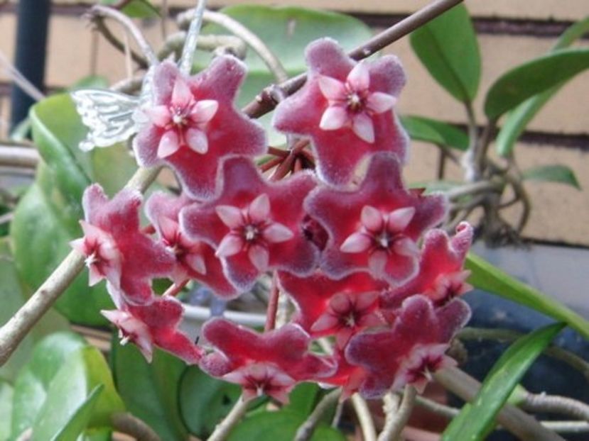 Pubicorolla - Hoya poze net