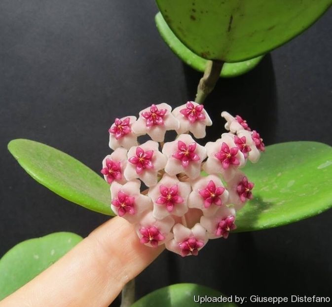 Obovata - Hoya poze net