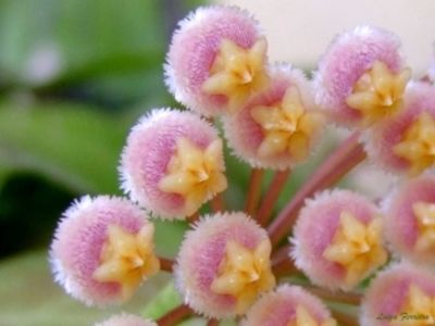 Obscura - Hoya poze net