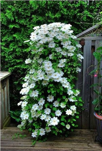 Clematis Guernsey Cream -5 - GUERNSEY CREAM