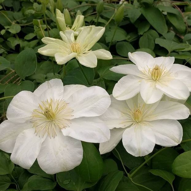 clematis-guernsey-cream_1024x1024 - GUERNSEY CREAM