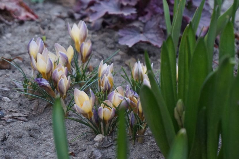  - Martie 2019- Martie 2020