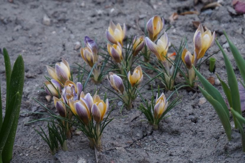  - Martie 2019- Martie 2020