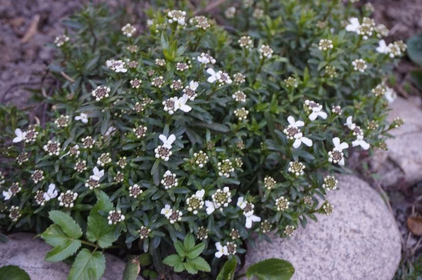  - Martie 2019- Martie 2020