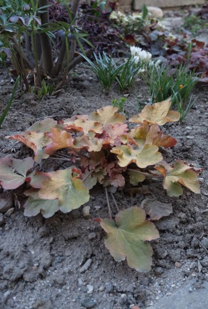  - Martie 2019- Martie 2020