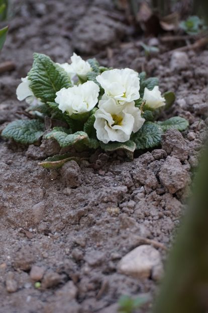  - Martie 2019- Martie 2020