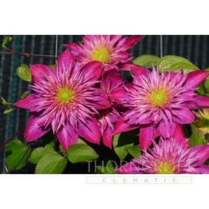 Kaiser-8 - BLUSHING BRIDESMAID KAISER PBR